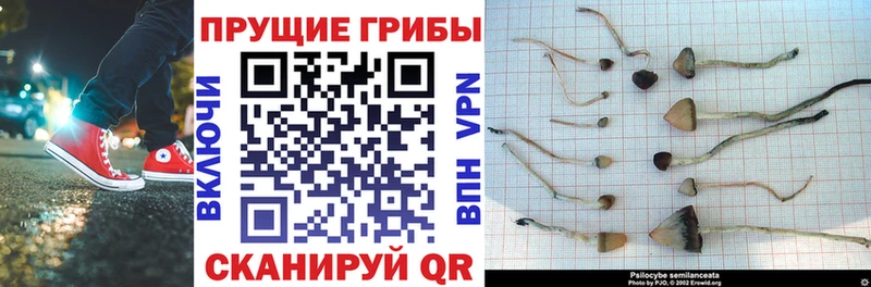 Галлюциногенные грибы Magic Shrooms  Купить закладки  Камышлов 
